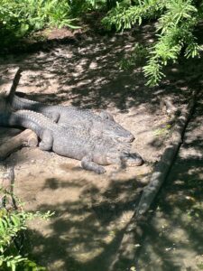 WhatsApp Image 2024-08-12 at 1.13.06 PM (1)