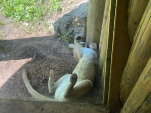 WhatsApp Image 2024-08-12 at 1.53.55 PM (4)