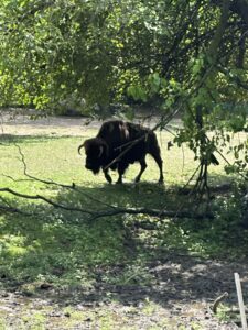 IMG_0536